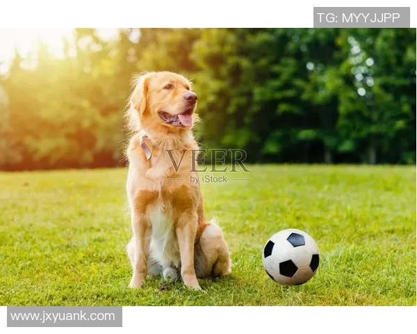足球明星猎犬背后的故事与精彩视频揭秘